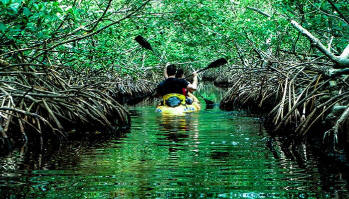 Mangroves